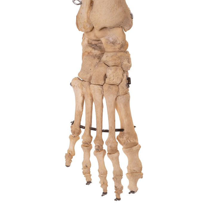 Real Human Skeleton - Articulated