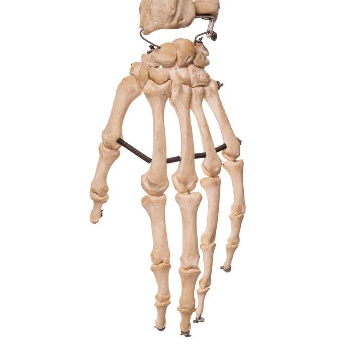 Real Human Skeleton - Articulated