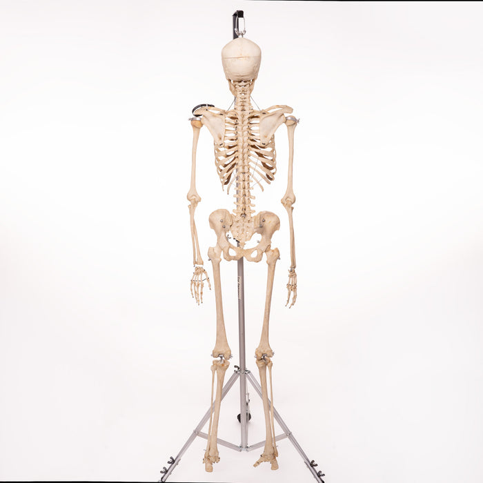 Real Human Skeleton - Articulated