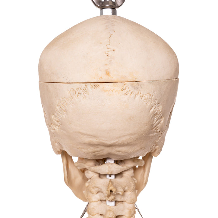 Real Human Skeleton - Articulated