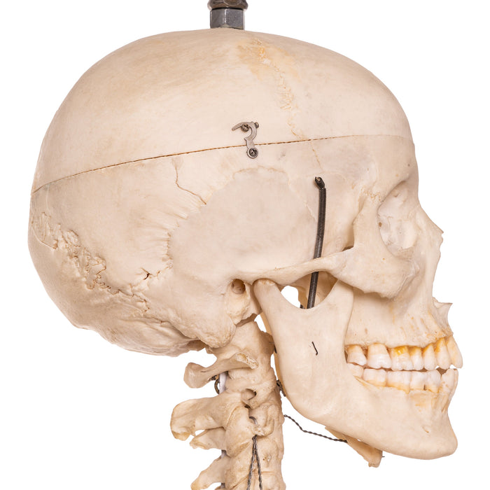 Real Human Skeleton - Articulated