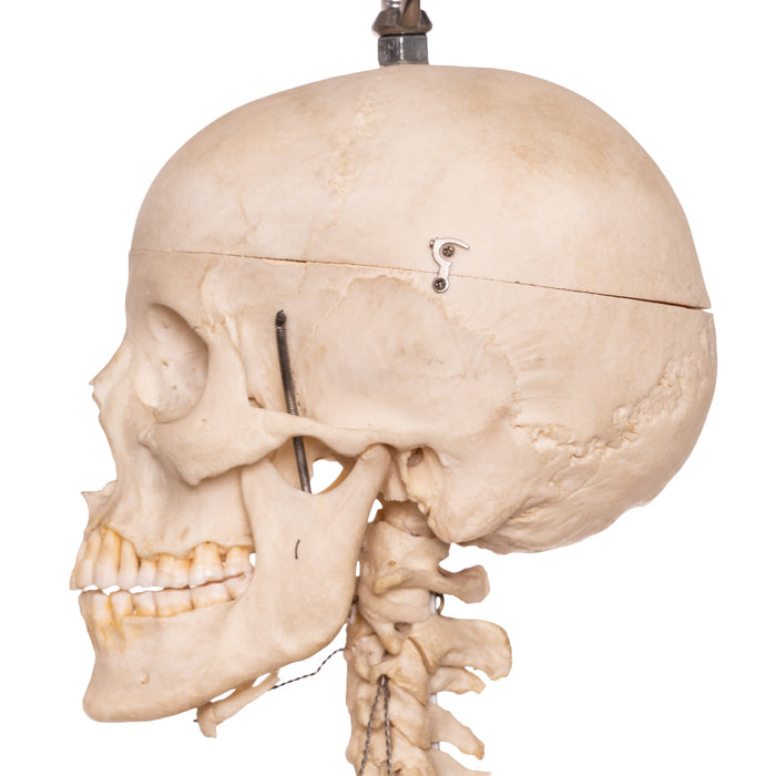 Real Human Skeleton - Articulated