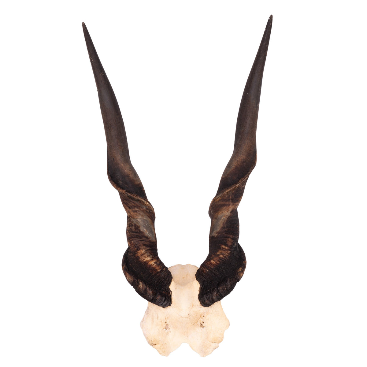 Real Eland Skull Plate — Skulls Unlimited International, Inc.