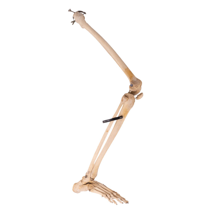 Real Human Right Leg - Articulated