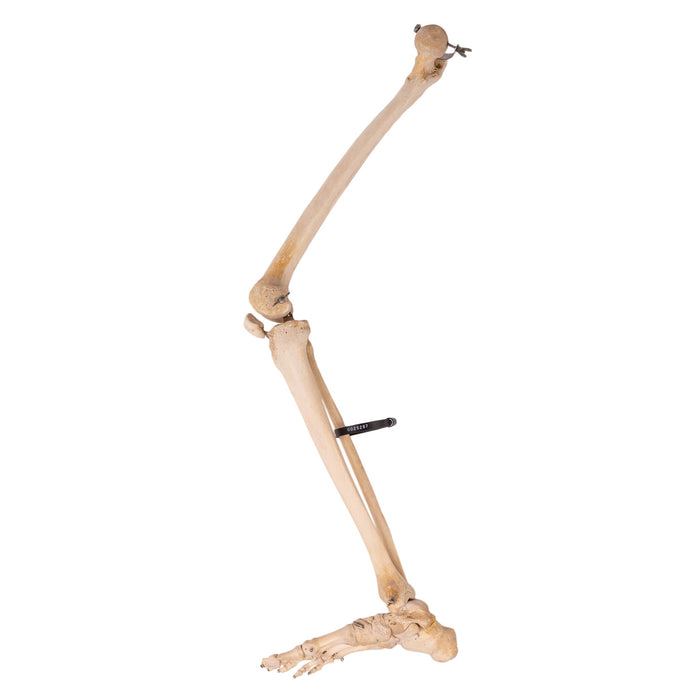Real Human Right Leg - Articulated
