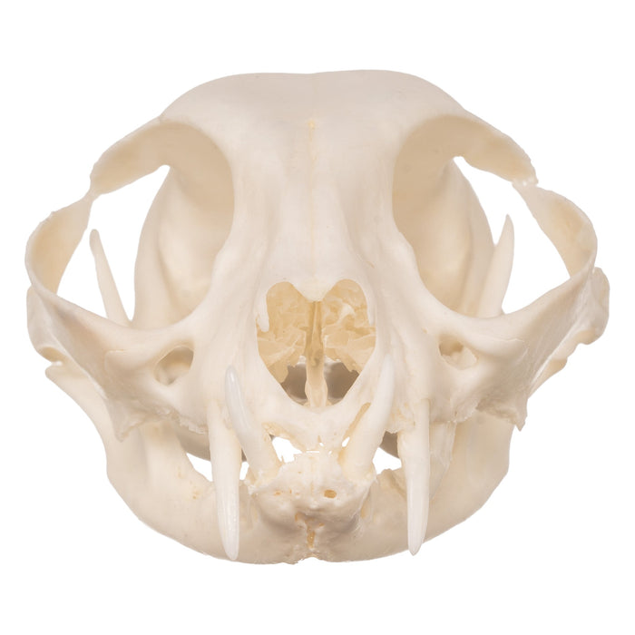 Real Domestic Cat Skull - Periodontal