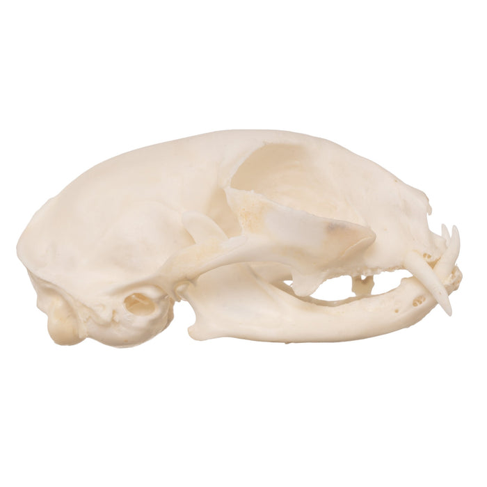 Real Domestic Cat Skull - Periodontal