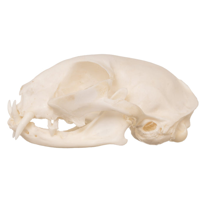 Real Domestic Cat Skull - Periodontal