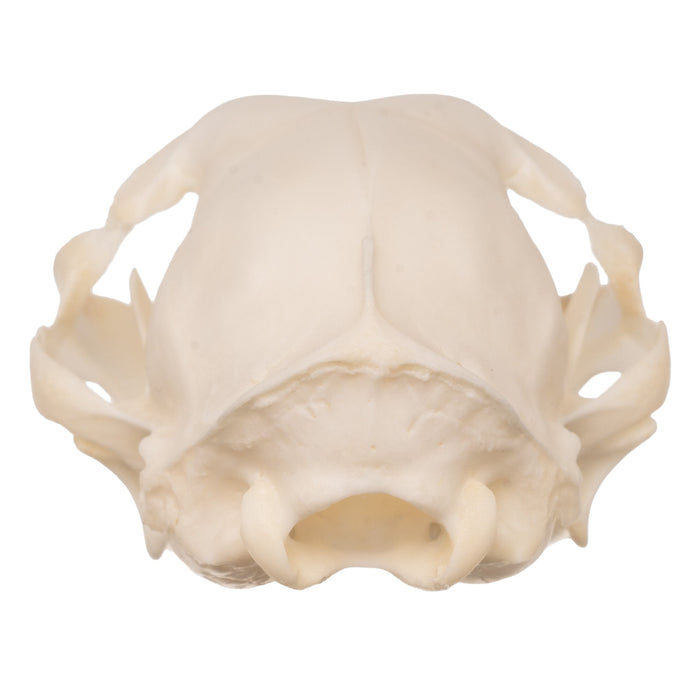 Real Domestic Cat Skull - Periodontal