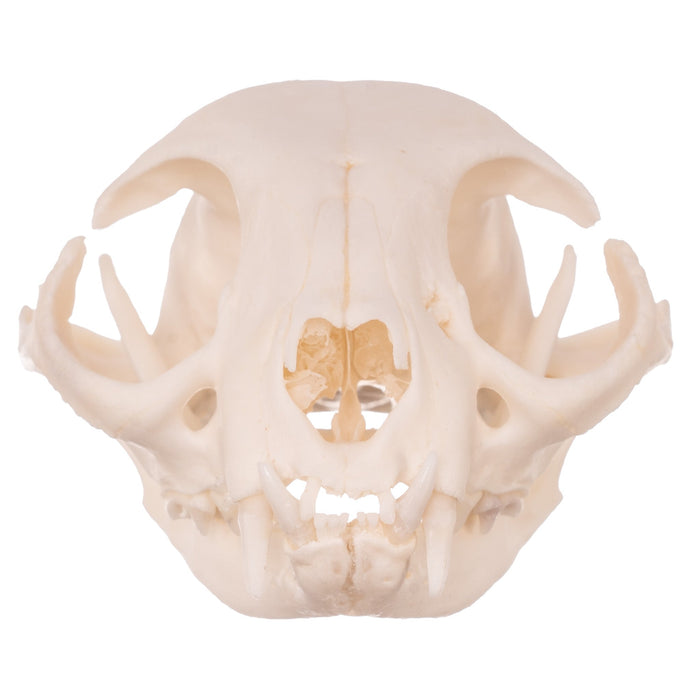 Real Domestic Cat Skull - Pathology