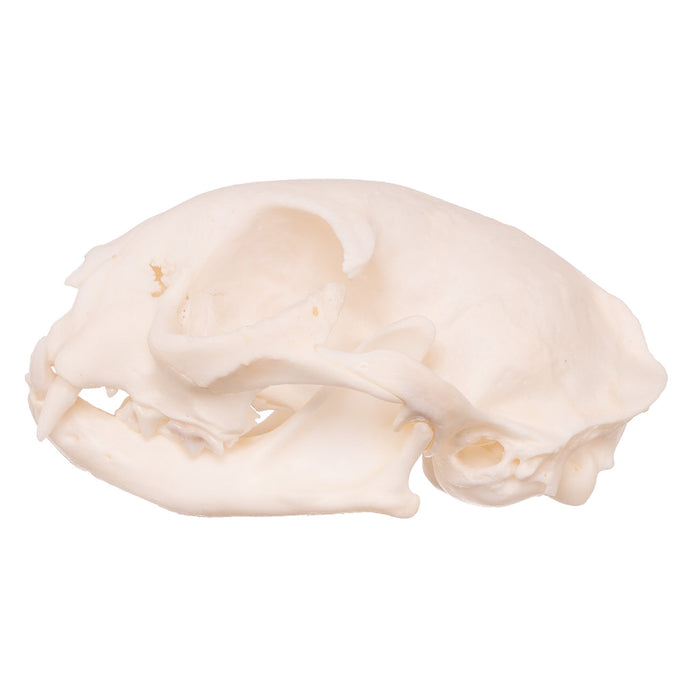 Real Domestic Cat Skull - Pathology