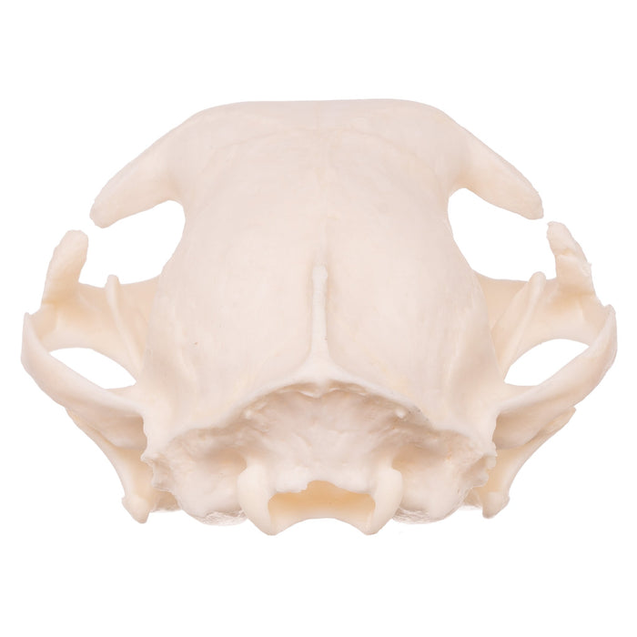 Real Domestic Cat Skull - Pathology