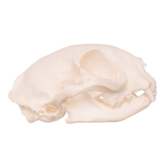 Real Domestic Cat Skull - Pathology