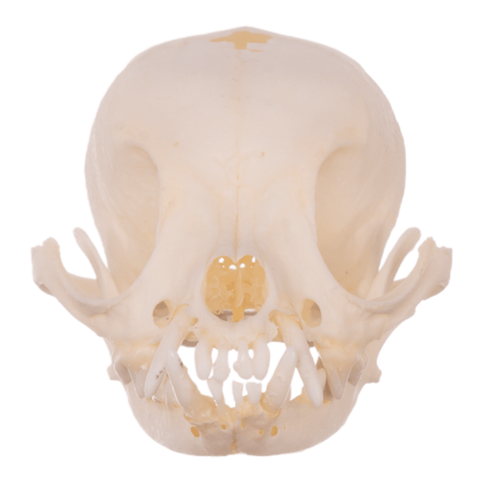 Real Domestic Dog Skull - Pathology