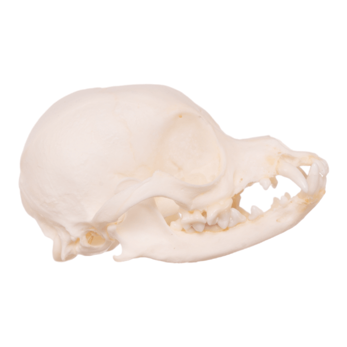 Real Domestic Dog Skull - Pathology