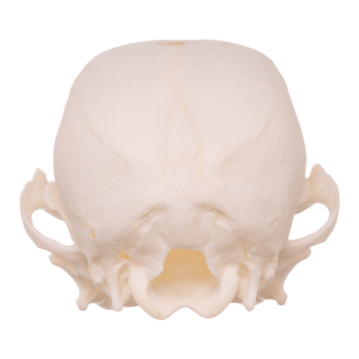 Real Domestic Dog Skull - Pathology