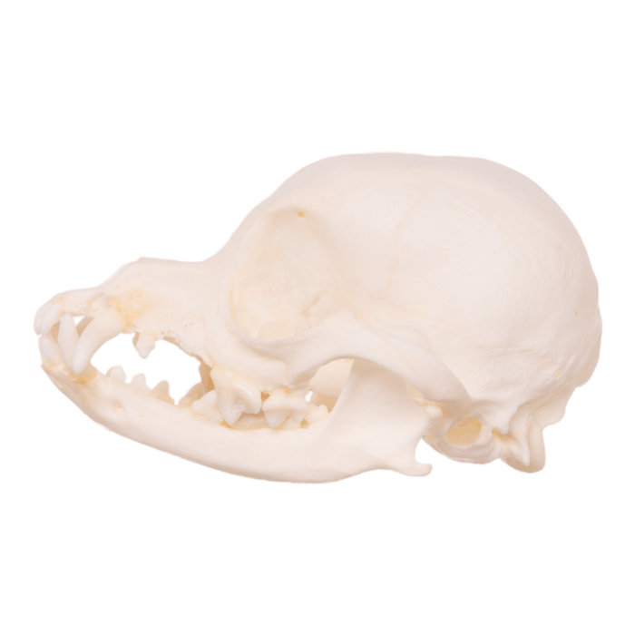 Real Domestic Dog Skull - Pathology
