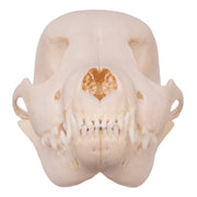 Real Domestic Dog Skull - Husky Puppy