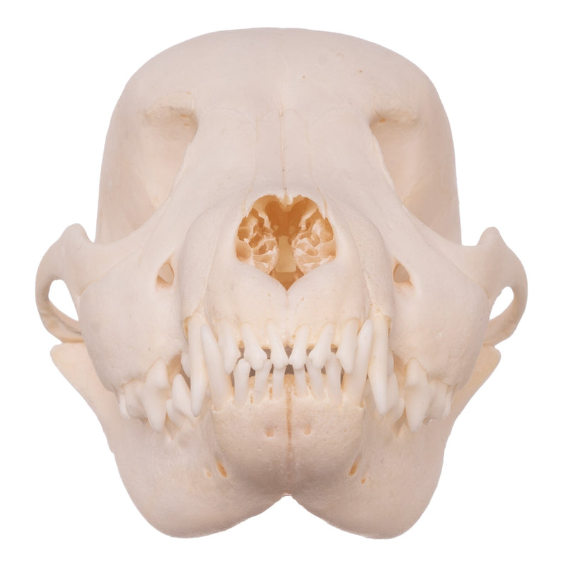 Real Domestic Dog Skull - Husky Puppy