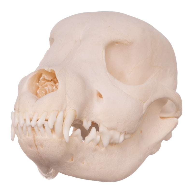 Real Domestic Dog Skull - Husky Puppy