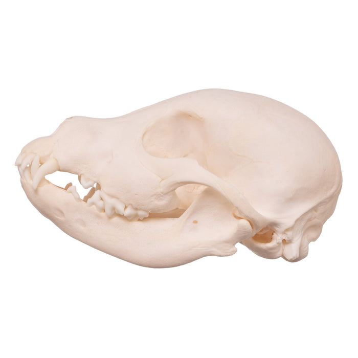 Real Domestic Dog Skull - Husky Puppy