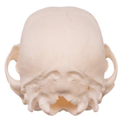 Real Domestic Dog Skull - Husky Puppy