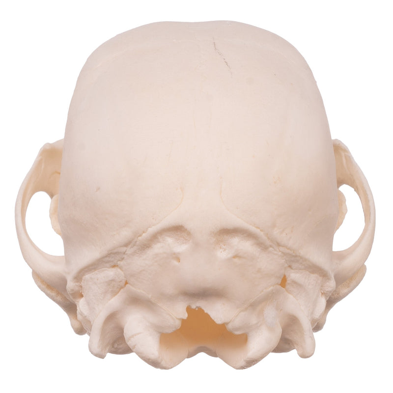 Real Domestic Dog Skull - Husky Puppy