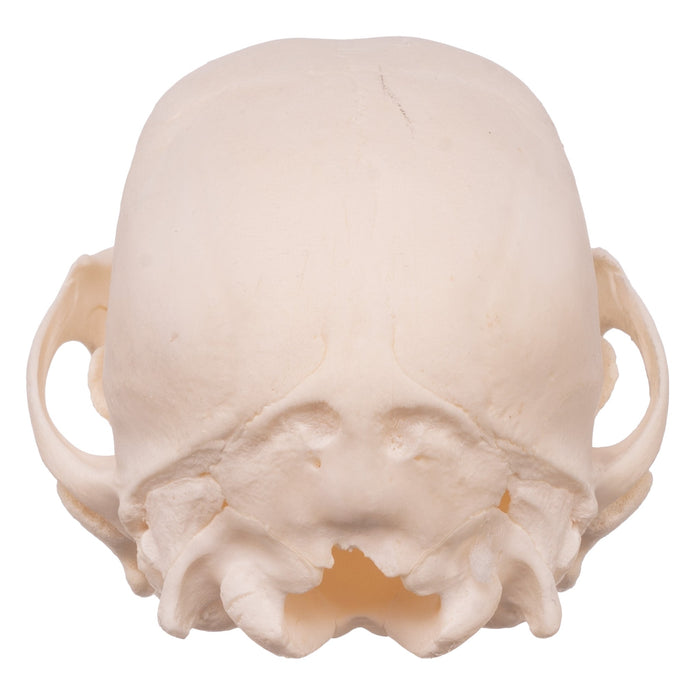 Real Domestic Dog Skull - Husky Puppy