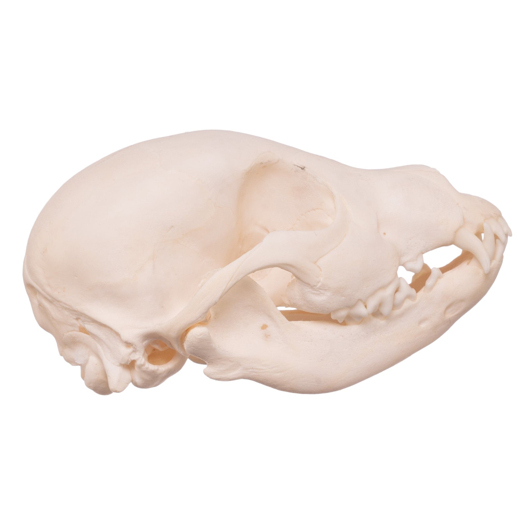 Real Domestic Dog Skull Husky Puppy — Skulls Unlimited International