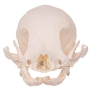 Real Domestic Dog Skull - Missing Teeth