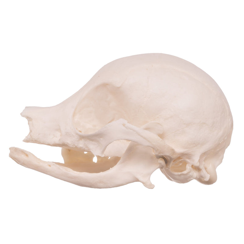 Real Domestic Dog Skull - Missing Teeth
