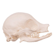 Real Domestic Dog Skull - Missing Teeth