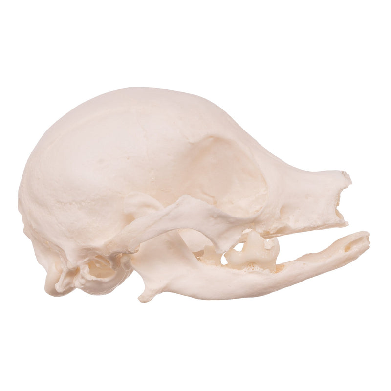 Real Domestic Dog Skull - Missing Teeth