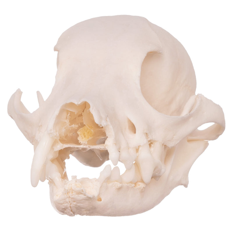Real Domestic Dog Skull - Missing Teeth