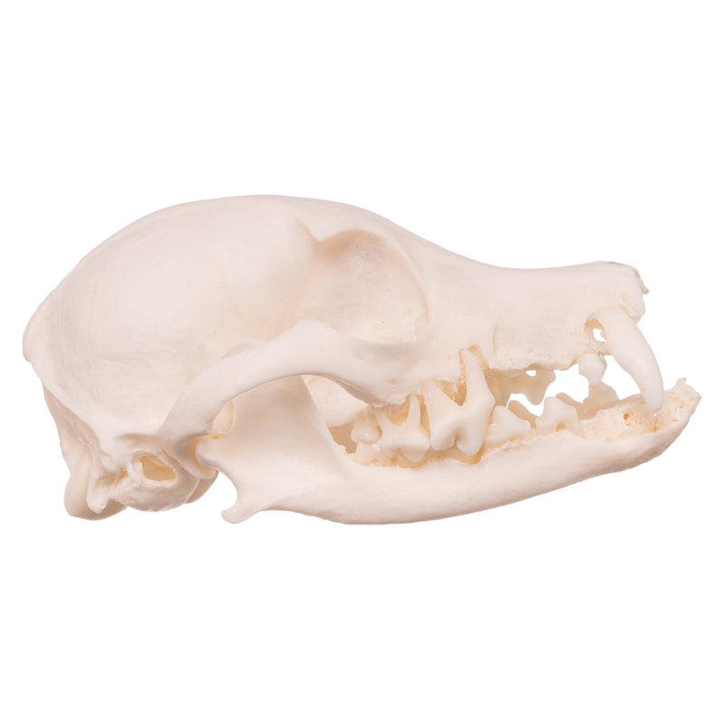 Real Domestic Dog Skull - Missing Teeth