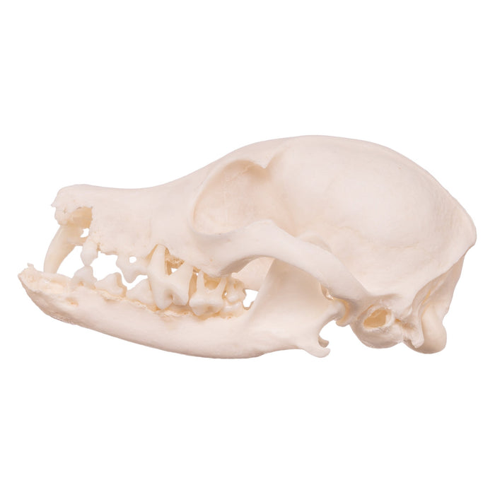 Real Domestic Dog Skull - Missing Teeth