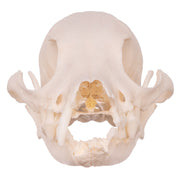 Real Domestic Dog Skull - Missing Teeth