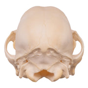 Real Domestic Dog Skull - Husky Puppy
