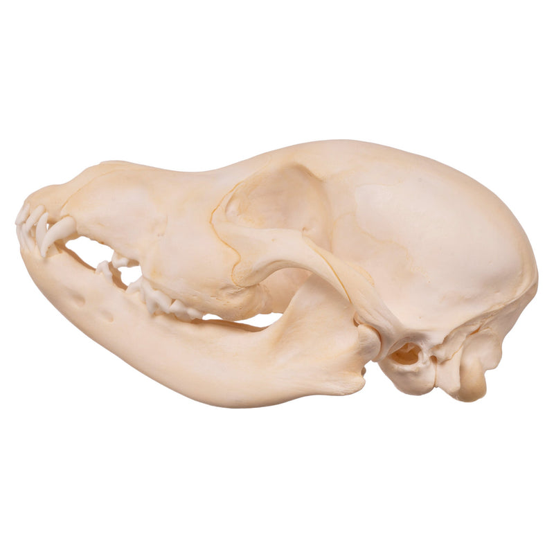 Real Domestic Dog Skull - Husky Puppy