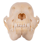 Real Domestic Dog Skull - Husky Puppy