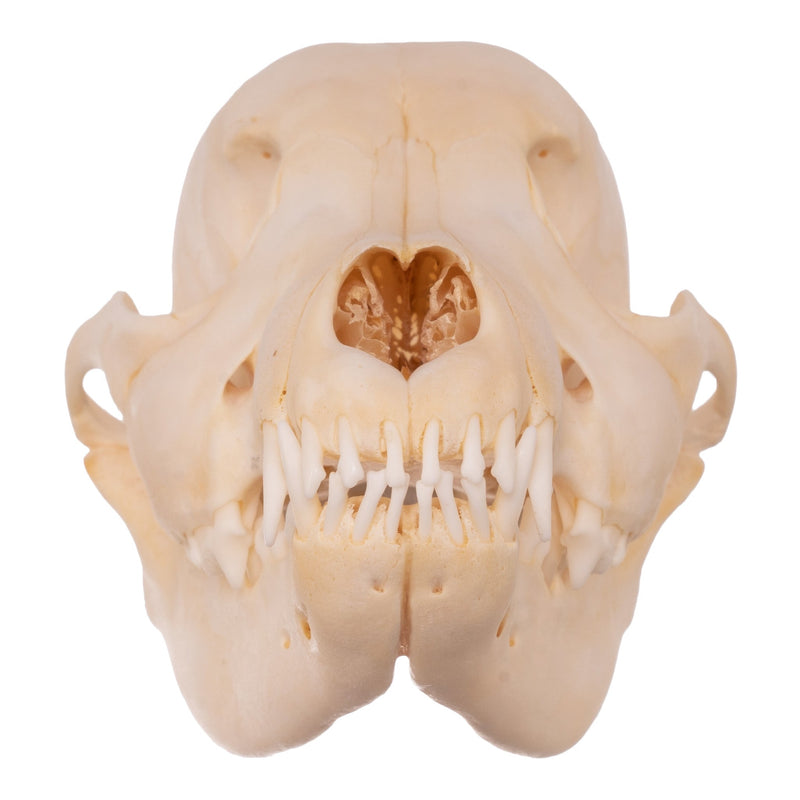 Real Domestic Dog Skull - Husky Puppy