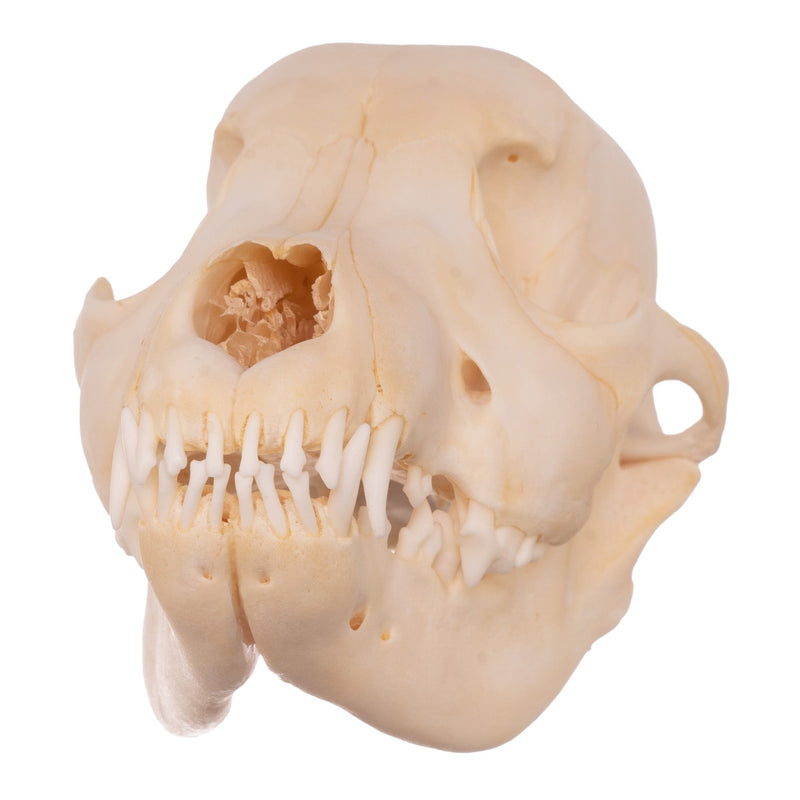 Real Domestic Dog Skull - Husky Puppy