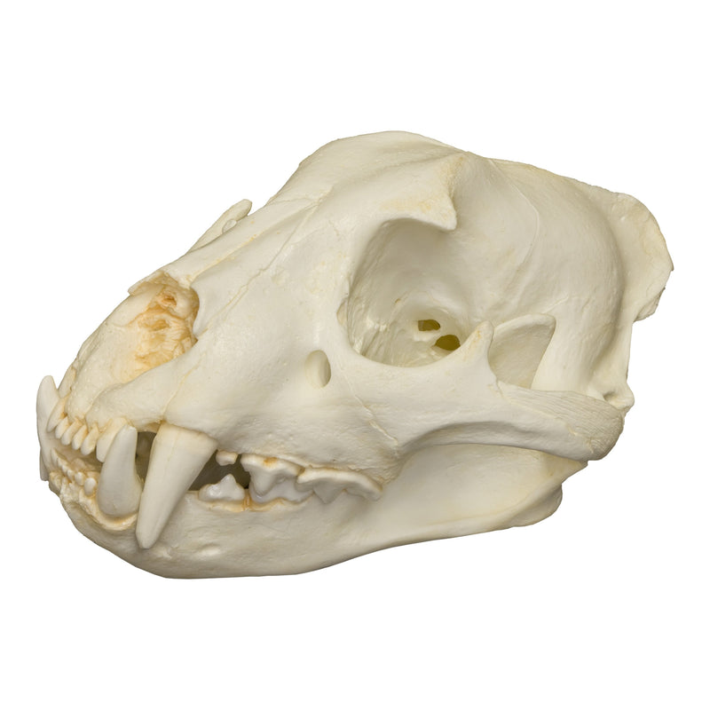 Replica Jaguar Skull