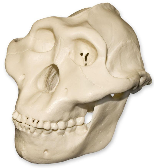 Replica Half Scale Primate Skull Australopithecus boisei