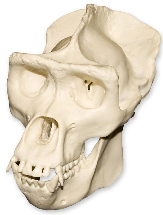 Replica Half Scale Primate Skull Gorilla