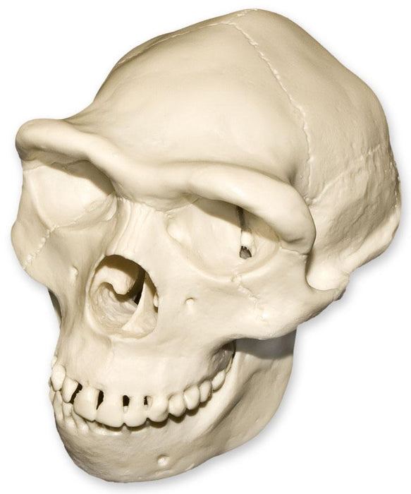 Replica Half Scale Primate Skull Homo erectus