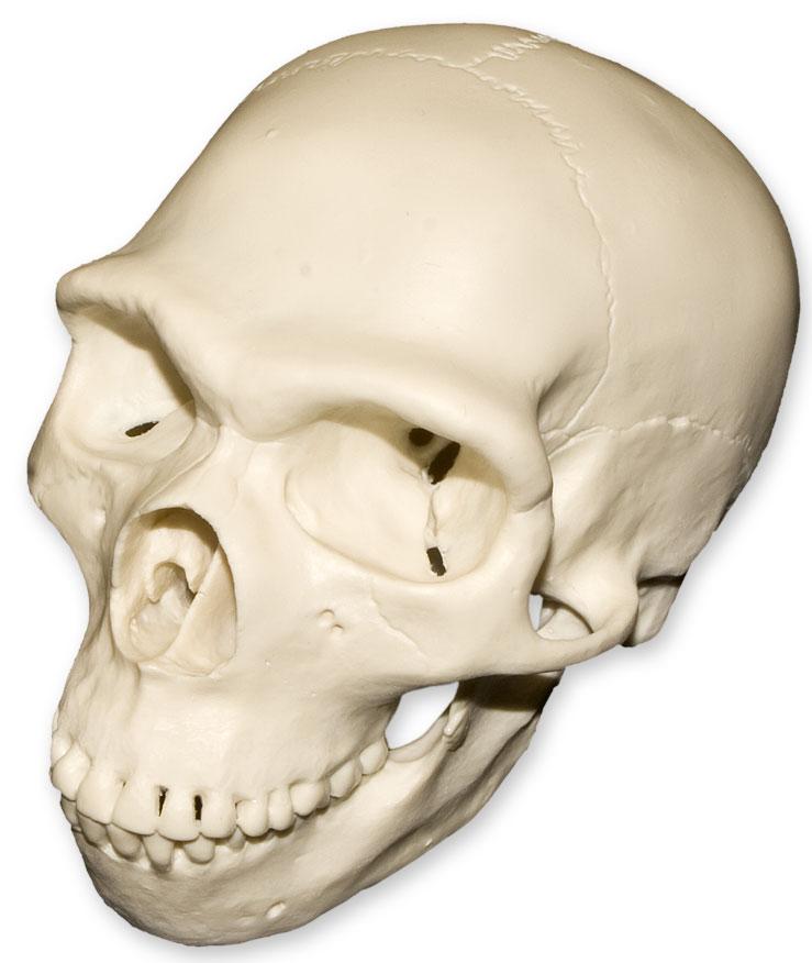 Replica Half Scale Primate Skull Homo neanderthalensis