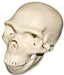 Replica Half Scale Primate Skull Homo neanderthalensis