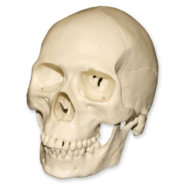 Replica Half Scale Primate Skull Human