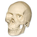 Replica Half Scale Primate Skull - Modern Human